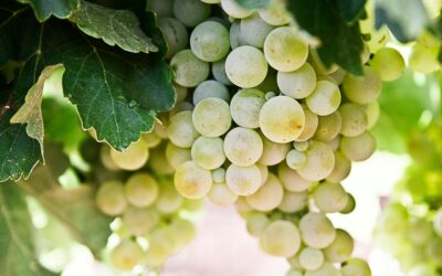 Why Grapes Are the Powerful Health Remedy You Need